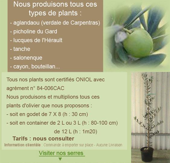 Plants certifis oliviers de Provence